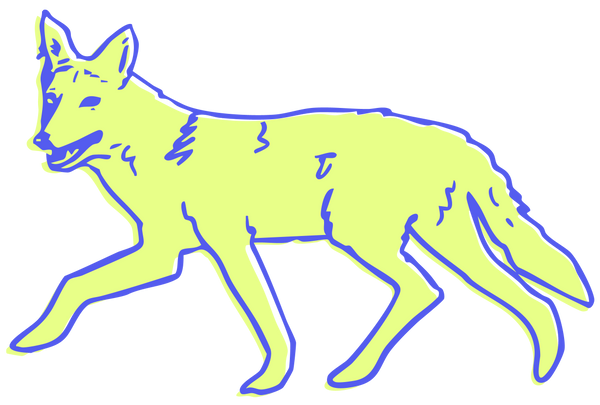 Suburban Coyote